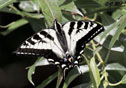 Papilio canadensis
